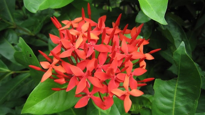 How to grow and care Ixora Chinensis