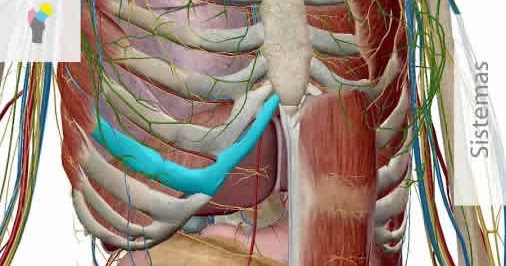 visible body human anatomy atlas 7.4.01 crack visible body human anatomy atlas 7.4.01 crack