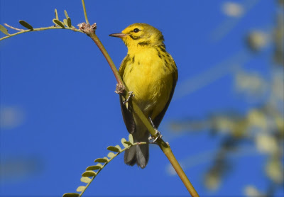 Prairie Warbler at Buenos Aires Wildlife Refuge