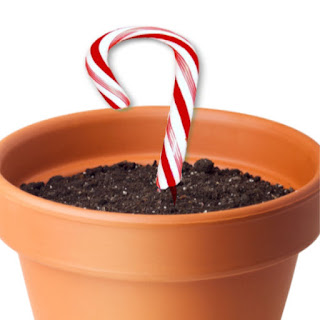 Wow kids of all ages this holiday and grow a candy cane!  This magical craft activity is perfect for the Christmas season. #growacandycaneforkids #growacandycane #howtogrowacandycane #candycanecraftsforkids #candycaneactivities #candycaneseeds #candycanescience #christmascrafts #christmascraftsforfamilies #growingajeweledrose #activitiesforkids