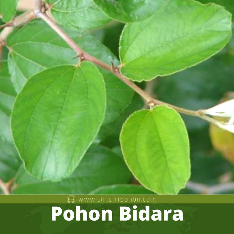 Pohon Bidara