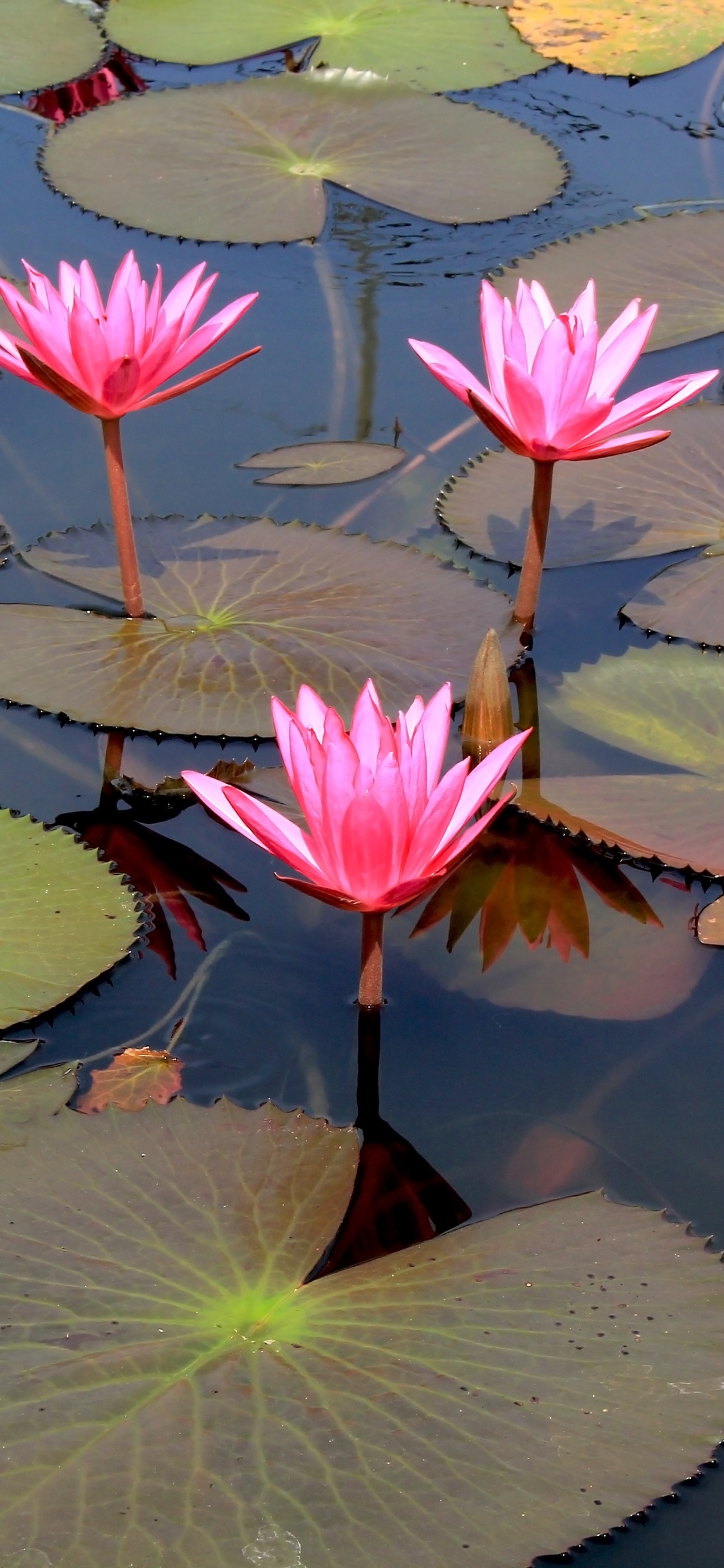 Lotus Flowers wallpaper - HD Mobile Walls