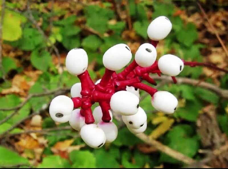 5 Creepy Plants And Fungi That Look Like Human Body Parts | Actaea pachypoda (doll's-eyes)