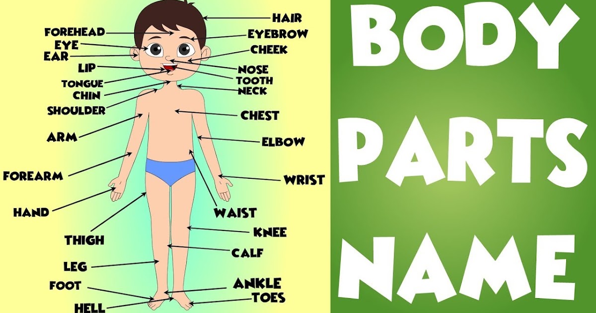 AIETE IKASTETXEA LH6 Kahoot Parts of the human body