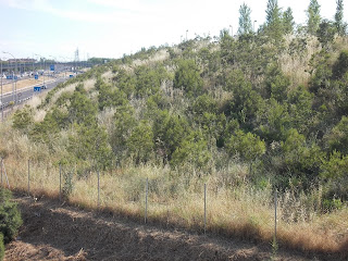 El observador de la Jardinería Urbana: Los espacios verdes urbanos en