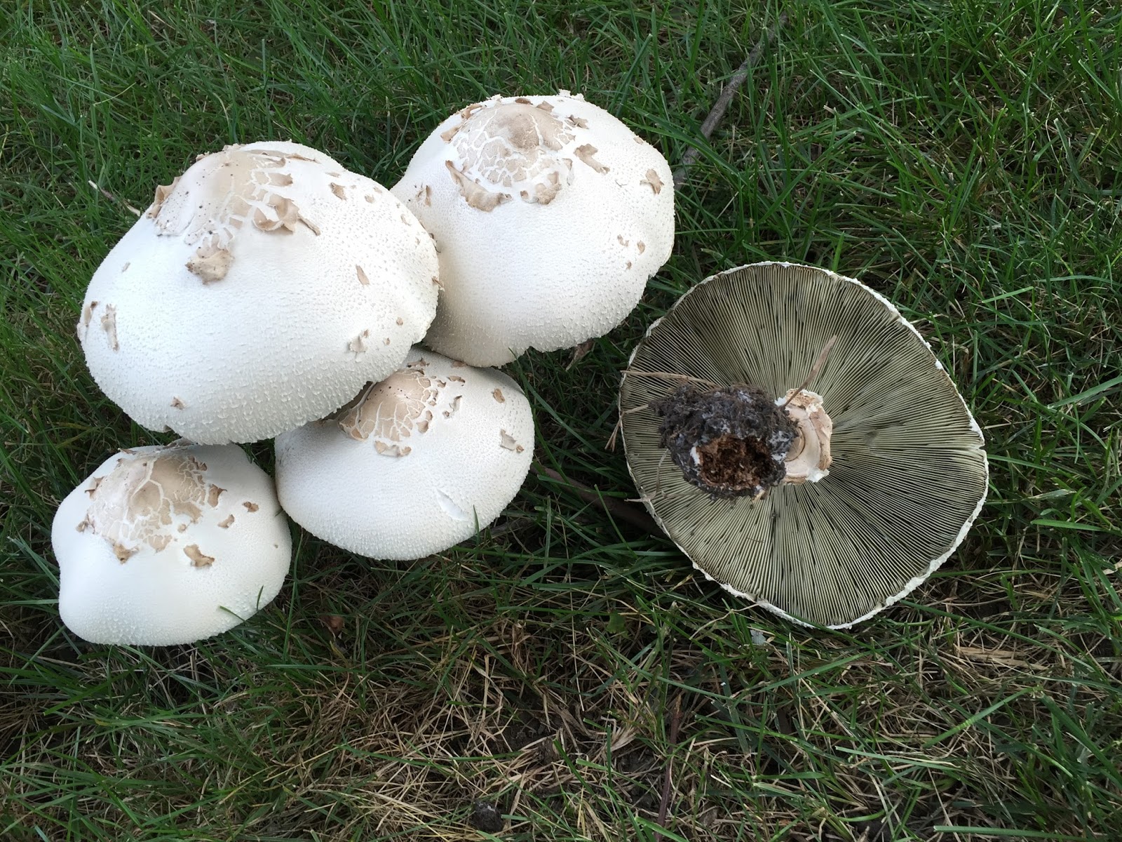 The Phytophactor Shaggy parasol mushroom but which one?
