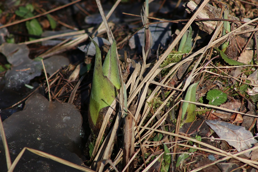 Michigan Exposures: Catching some Skunk Cabbage