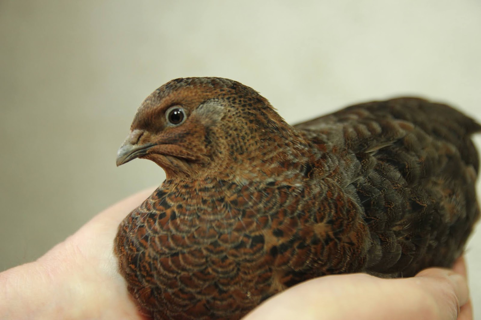Colours of Coturnix Japonica Quail Part Three - White, Panda, Tibetan