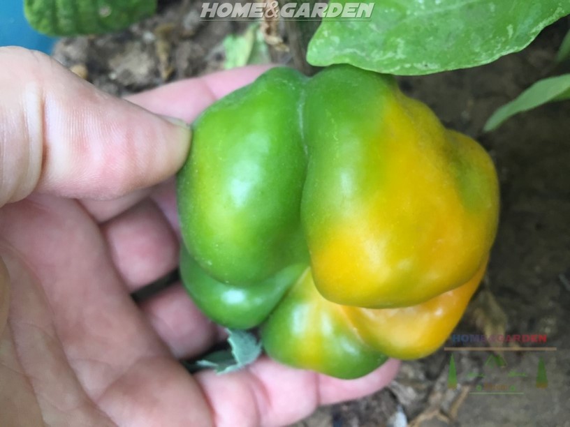 Starting Bell Peppers Indoors