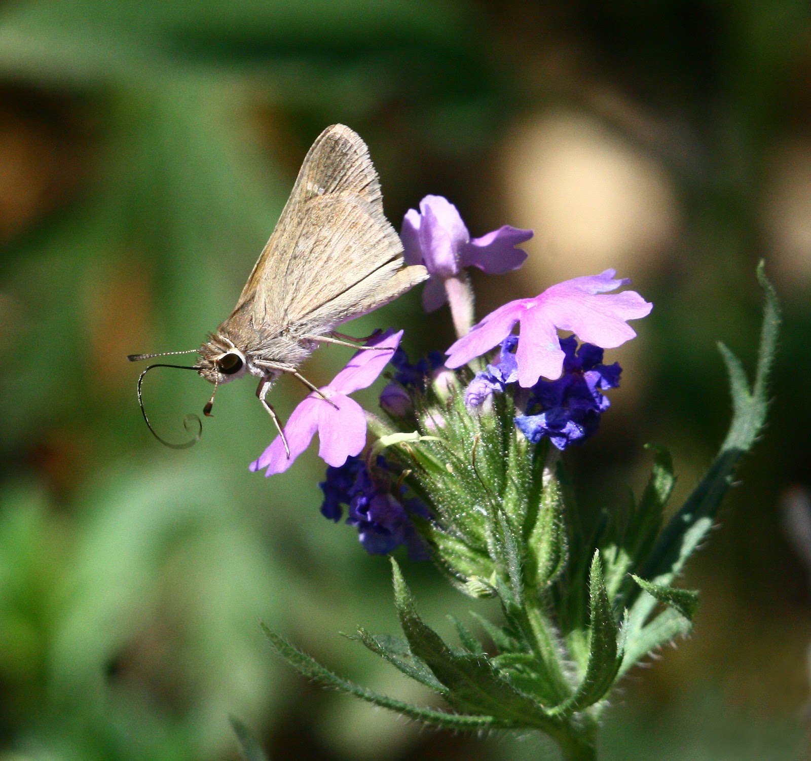 Texas Butterflies of Carolyn Ohl Skipper, Eufala