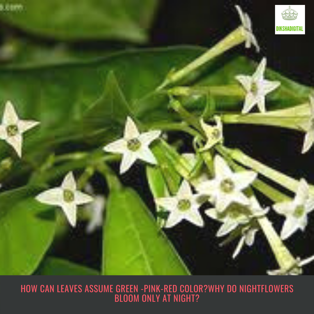 Do roses have seeds? Does it bear fruit?Why do nightflowers bloom only