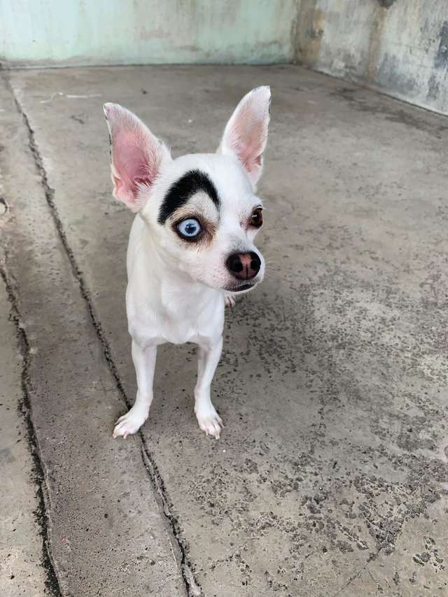 Cute Pictures Of Dog With Two Different Eyes Go Viral