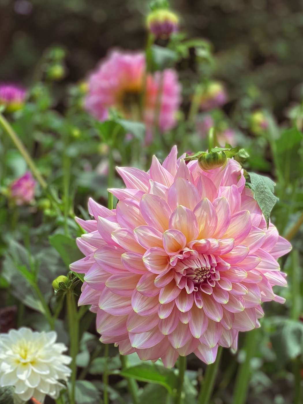 12 Flowers for a Summer Garden Beautiful Plants That Bloom All Summer