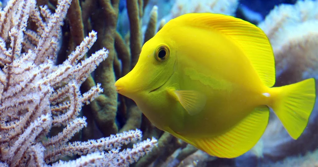 Top 10 Easy Saltwater Fish Species - The Buzz Land
