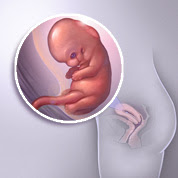 8 haftalık gebelik görüntüsü