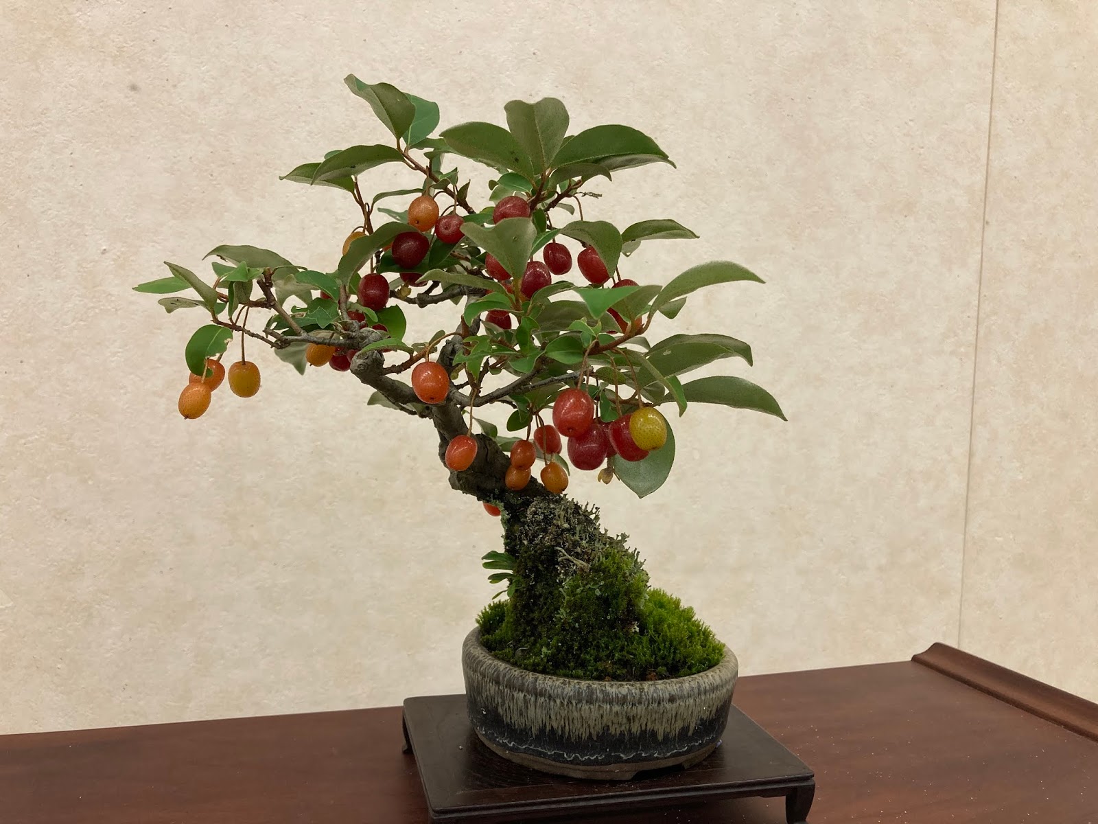 広島市植物公園ブログ 今日の植物公園 初夏の小品盆栽展