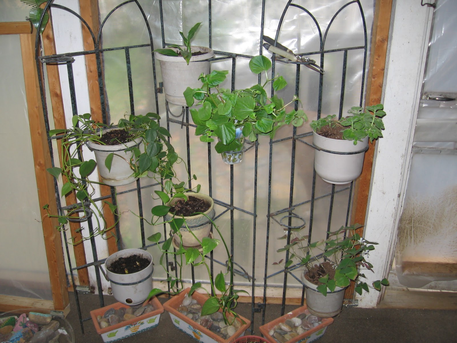 The Stuff Closet Growing House Plants in Water