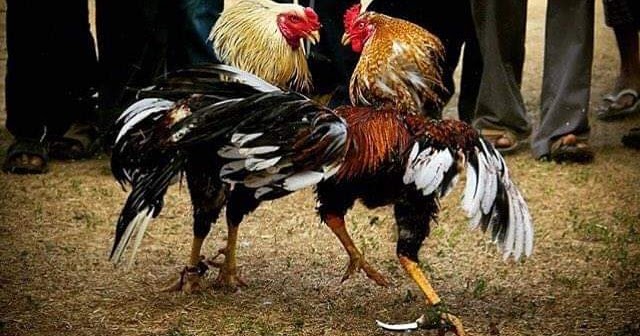 Đá Gà KING88: Cuộc Chiến Nảy Lửa