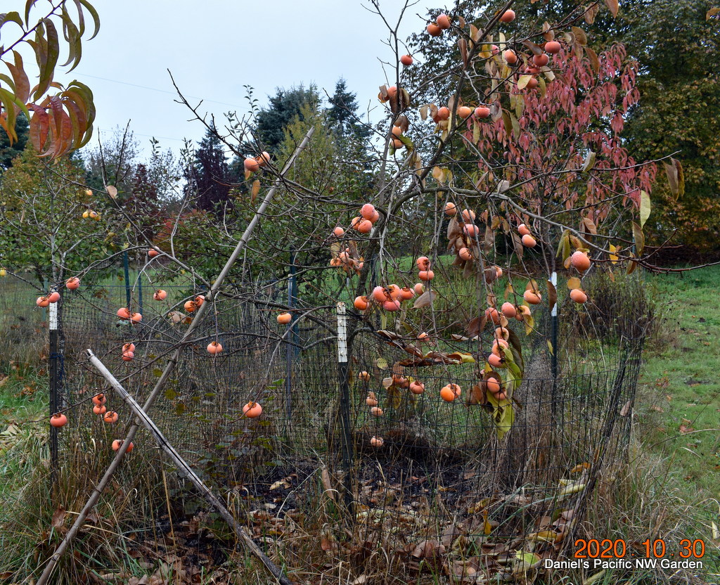 Nikitas Gift Persimmon