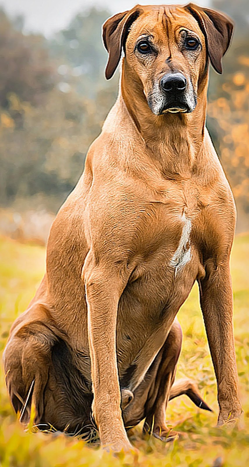 Download Download Free Cc0 Public Domain Dog Images By Dog Globe Rhodesian Ridgeback Dog HD Wallpaper Download Free Cc0 Public Domain Dog Images By Dog Globe Rhodesian Ridgeback Dog Free