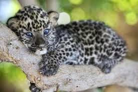 Leopard Cub on Tree
