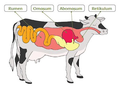 Mekanisme pencernaan makanan pada hewan ruminansia