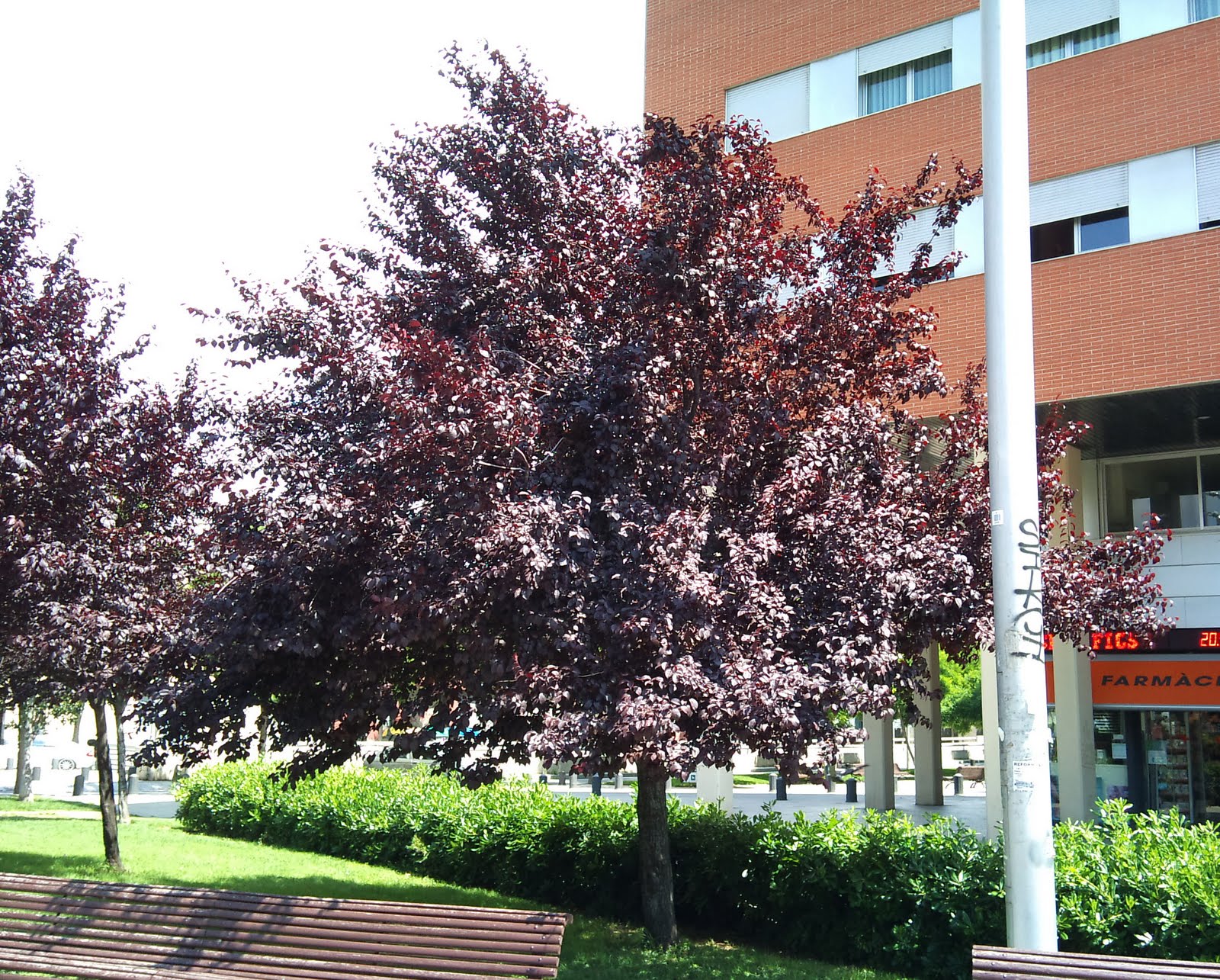 Árboles con alma: Ciruelo rojo. Pissardi. (Prunus cerasifera)