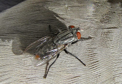 fly flies flesh dove fascinating dead arizona bugs sarcophagidae