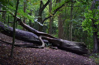 A fallen tree in Armstrong Park