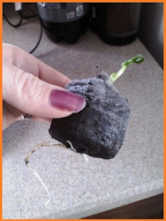 Long white root poking through a jiffy pellet.  An inch long sprout poking through the top.