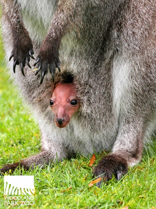 Pouch checks reveal incredible first stages of a joey’s life