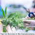 5 Tips for Success in the Cannabusiness