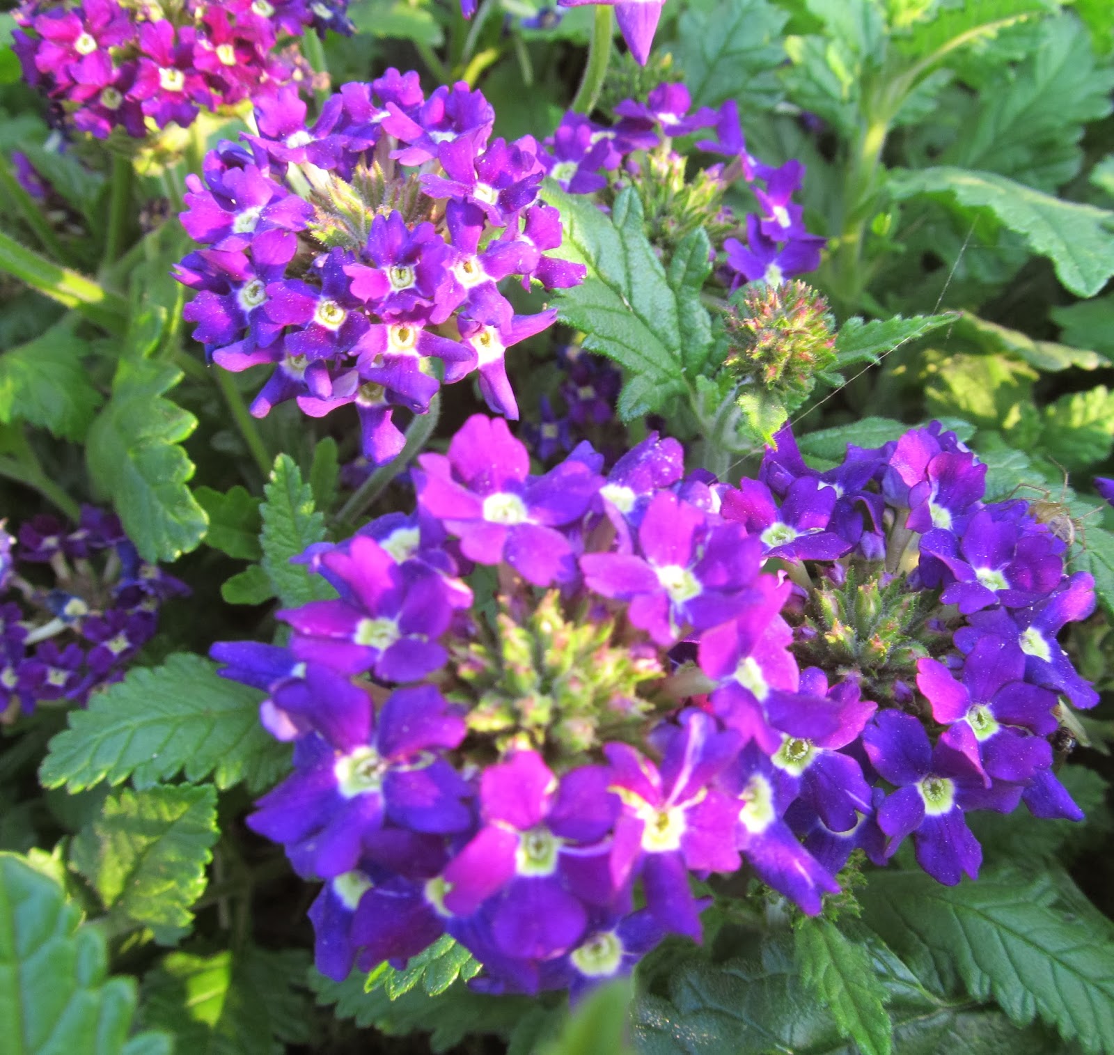 NATURAL & UNIQUE PHOTOGRAPHY VERBENA FLOWERS