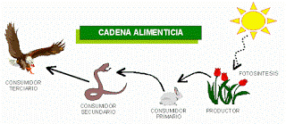 Cadena Alimentaria