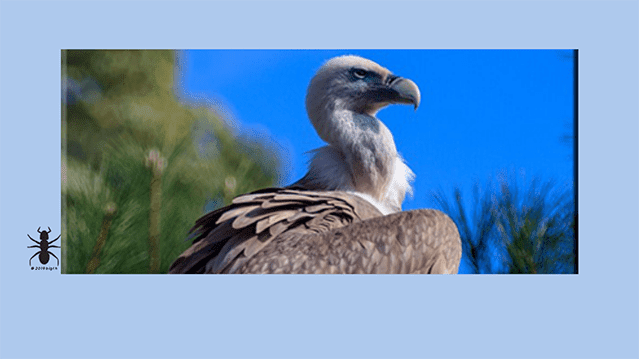 ✅los-buitres-son-aves-orden-falconiformes