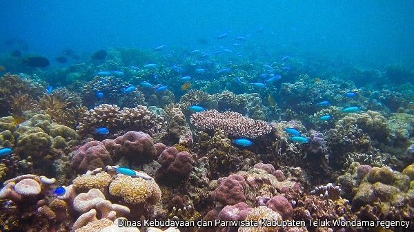 terumbu karang di kabupaten Wondama, Provinsi Papua Barat