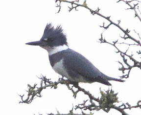 BELTED KINGFISHER-BROCKHOLES-RIVER RIBBLE-25TH NOVEMBER 2021