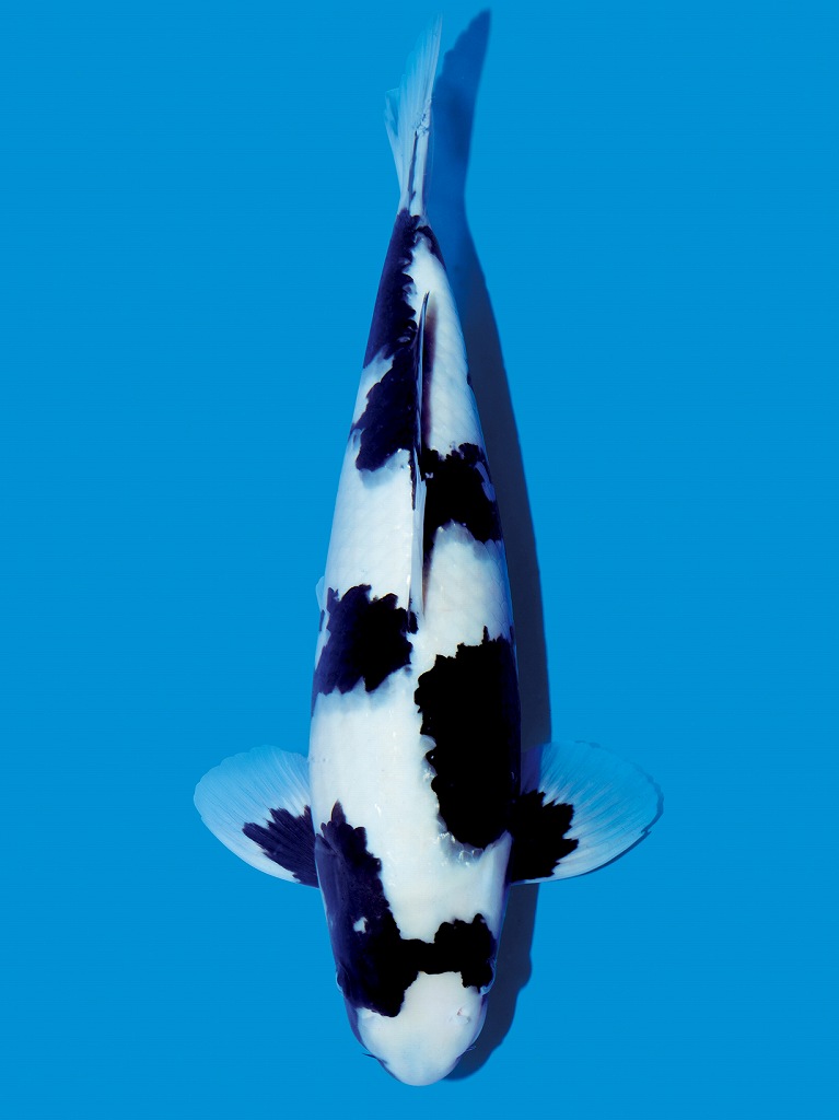 20 Jenis Ikan Koi Yang Populer Didunia Kopi Dan Koi jpg (767x1024)