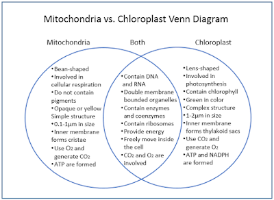 mitochondria vs chloroplast venn diagram