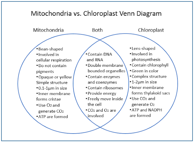 Mitochondria vs Chloroplast Venn diagram | Difference and Similarities