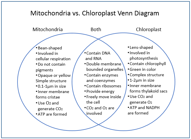 Mitochondria vs Chloroplast Venn diagram | Difference and Similarities