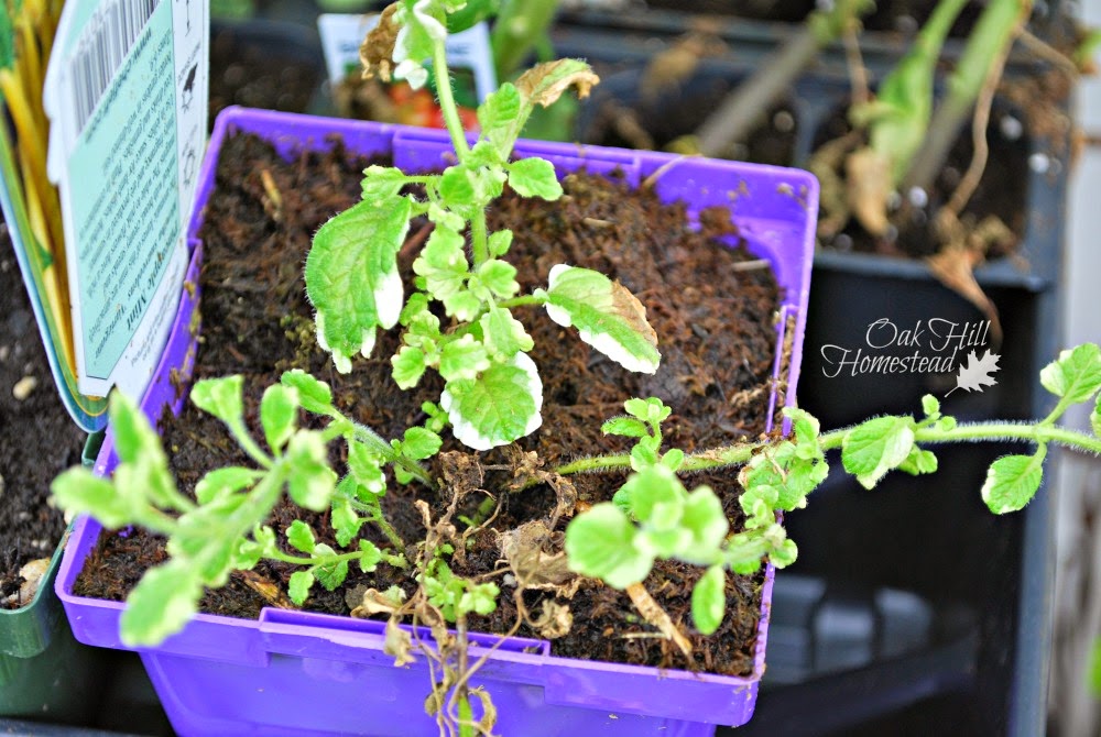 Gouldiae S Blog The Wellington Mint Bush Jean Galbraith