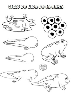 fichas-ciclos-vida-imprimir