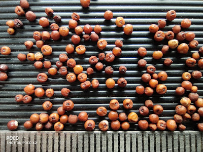 Close-up photo of Finger Millet grains.
