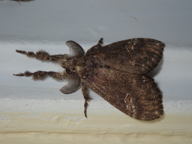 Dasychira chekiangensis Dasychira chekiangensis