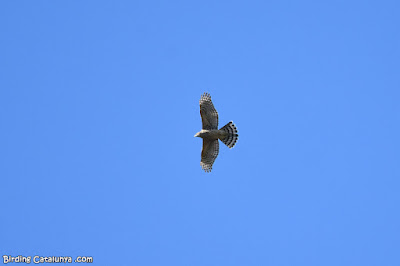 Astor (Accipiter gentilis)