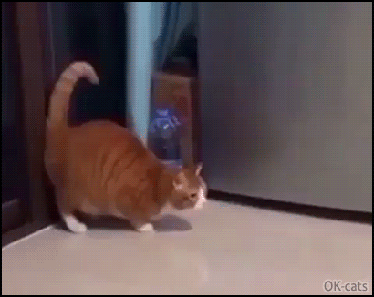 Funny Cat GIF • Clever ginger cat uses the wall as a starting blocks. On your mark, get set, GO! Funny Cat GIF • Clever ginger cat uses the wall as a starting blocks. On your mark, get set, GO!