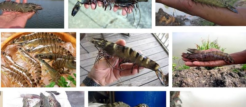 Panduan Lengkap Budidaya Udang Windu Tradisional yang Menguntungkan