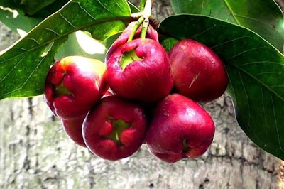Malay Apple - Malay apple in Hindi