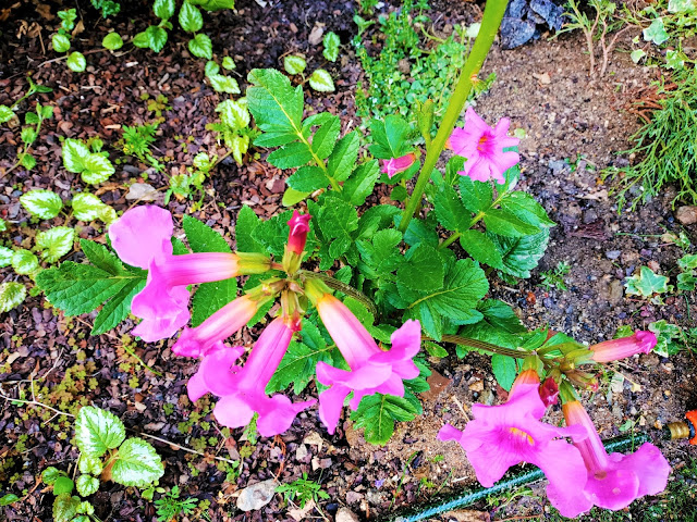 Incarvillea (Incarvillea delavayi Bureau & Franch.).